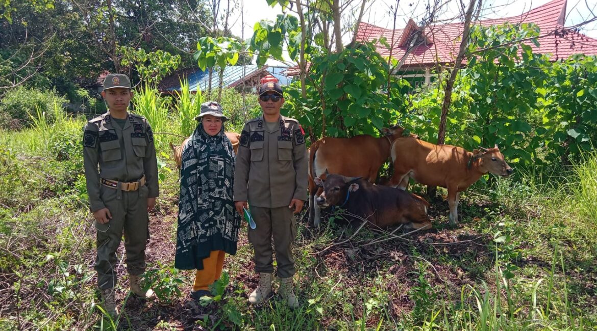 SatpolPP Konut - ternak